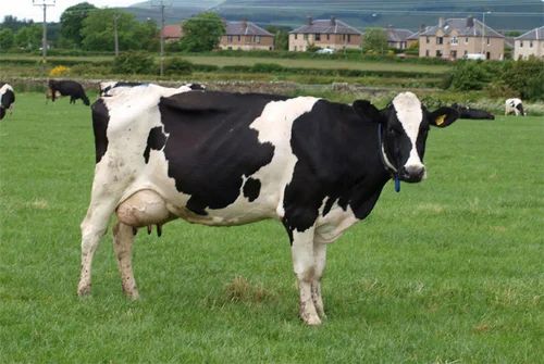 holstein-friesian-breed-cow-500x500.jpg