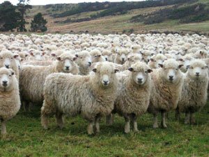 sheep_herd_looking_at_camer.jpeg