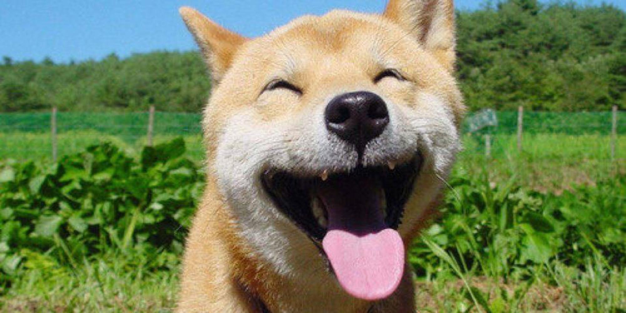 o-happy-dog-day-of-happiness-facebook.jpg